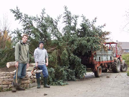 31-Weihnachtsbaumaktion