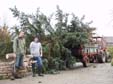 31-Weihnachtsbaumaktion