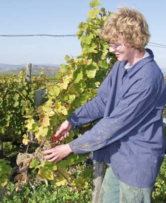 Marcel erntet