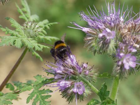 17-Phacelia-mit-Hummel