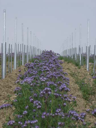 19-Phacelia-im-Jungfeld