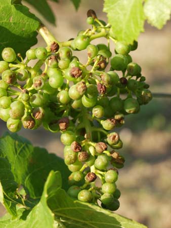 30-Hagel-an-Regent