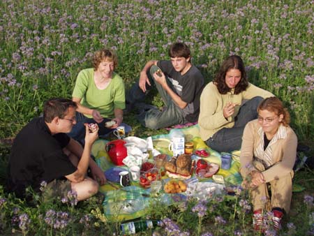 31-Fruehstueck-in-Phacelia