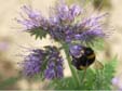 18-Hummel-auf-Phacelia