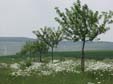 19-Streuobst