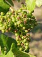 30-Hagel-an-Regent
